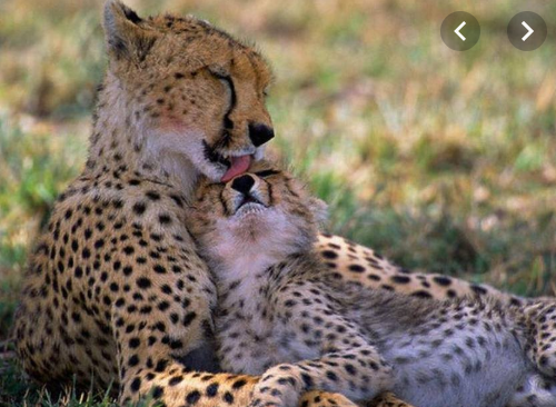 leopard 3rd eye kiss